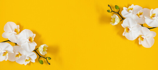 Flowers trendy composition. White orchid flowers on yellow background. Spring, summer concept. Flat...