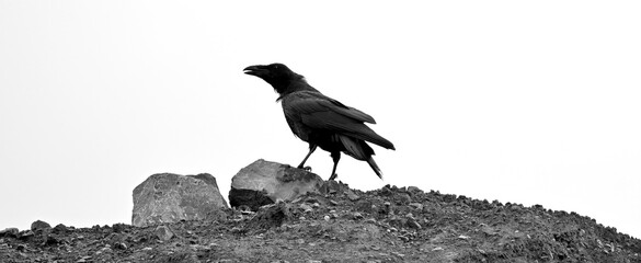 Common raven // Kolkrabe (Corvus corax) 