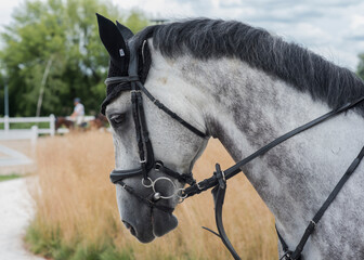 Portret konia sportowego przygotowanego do zawodów.