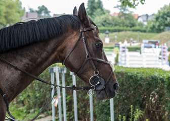 Portret konia sportowego przygotowanego do zawodów. © siwyk