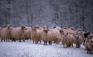 Flock of sheep on a cold morning near the frosty forest. Ovis aries a domestic animal in the winter season in the fold on a light snow
