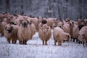 Flock of sheep on a cold morning near the frosty forest. Ovis aries a domestic animal in the winter season in the fold on a light snow