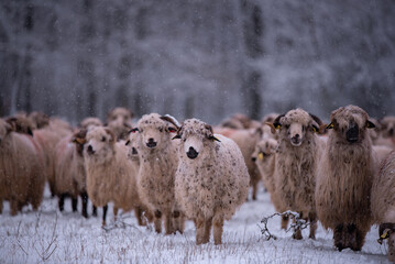 Flock of sheep on a cold morning near the frosty forest. Ovis aries a domestic animal in the winter season in the fold on a light snow