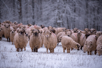 Flock of sheep on a cold morning near the frosty forest. Ovis aries a domestic animal in the winter season in the fold on a light snow