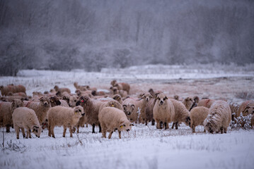 Naklejka premium Flock of sheep on a cold morning near the frosty forest. Ovis aries a domestic animal in the winter season in the fold on a light snow