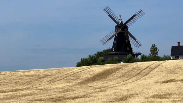 Wind in barley field in front of an old windmill type Dutchman in Oevraby, Tomelilla municipality, Scania, Sweden, Scandinavia, Europe