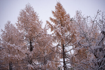 Larches a genus of conifers in the Pinaceae family that lose their leaves in winter. The abundant snow in the forest spread over the fir branches