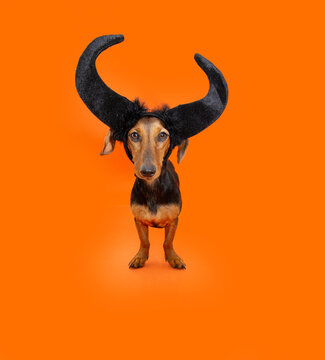 Puppy dog halloween. Dachshund wearing black horns. Isolated on orange background