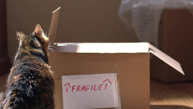 Moving home with pet cat snoozing in front of boxes