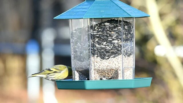 Feeding the songbirds, eurasian siskin (Spinus spinus) eats peanuts and sunflower seeds