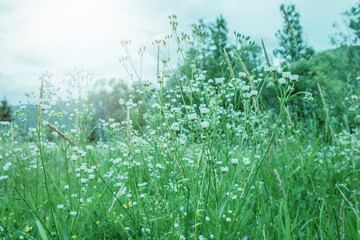 Chamomile flowers growing on the meadow.