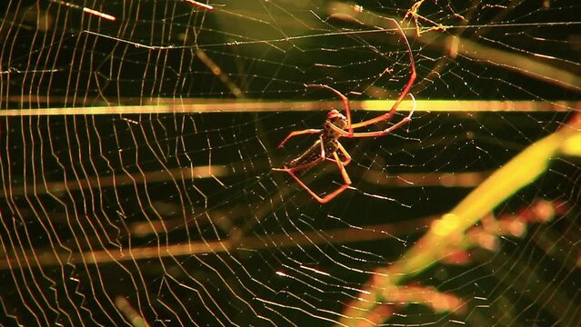 The intricate process of web-spinning is on full display in this footage of a golden silk orb-weaver spider
