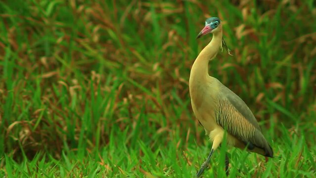 Majestic multicolored Whistling heron terrestrial bird at 