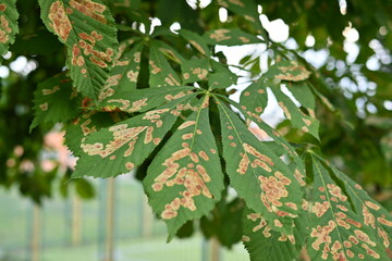 Chestnut moth is a threat to chestnut plantations in Ukraine, green chestnut leaves with rusty spots, diseased horse chestnut leaves