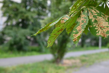 Chestnut moth is a threat to chestnut plantations in Ukraine, green chestnut leaves with rusty spots, diseased horse chestnut leaves