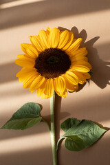 Yellow sunflower on beige background with aesthetic sunlight shadows. Minimal still life floral...