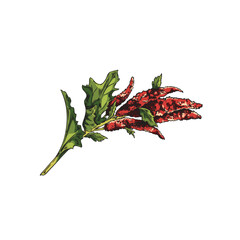 Hand drawn colorful quinoa twig sketch style, vector illustration