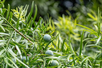 Afrocarpus falcatus (Podocarpus falcatus) is a species of tree in the family Podocarpaceae. common yellowwood, bastard yellowwood, outeniqua yellowwood. Pa Alii St, Mountain View, Big island Hawaii