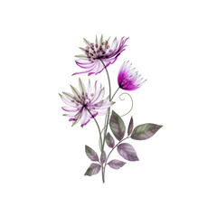 Astrantia Major  transparent flower bouquet isolated on white. Great Masterwort translucent flowers. Romantic floral composition. Spring watercolor illustration
