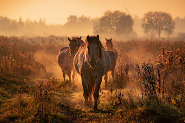 Horses in the morning fog © Bryan