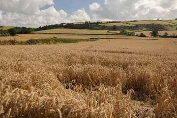 Fototapeta na wymiar Ripe wheat field in Somerset, Exmoor National Park, England, ready to be harvested.