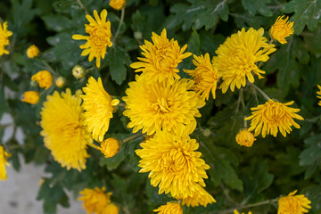 chrysanthemum flower bloom time