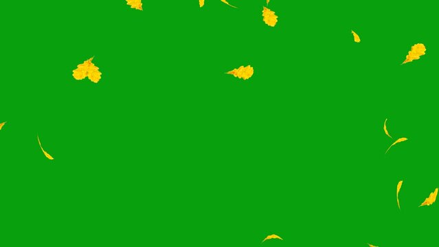 Oak leaf falling on green screen background