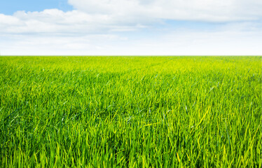 Obraz premium Farm Field Green Jasmine Rice Traditional Food in Thailand, Landscape Organic Vista