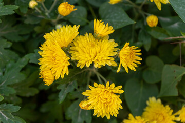a yellow flower with many petals