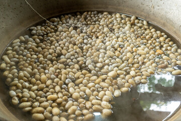 all cocoon in hot water