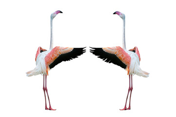 two pink flamingo with outstretched wings isolated on white background