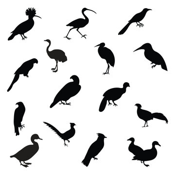 Collection of birds silhouette pro vector.