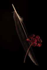 Poetic Still life capture of dried flowers and feather on black background