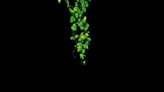 Growing Ivy, realistic Animation. Including alpha channel for transparency