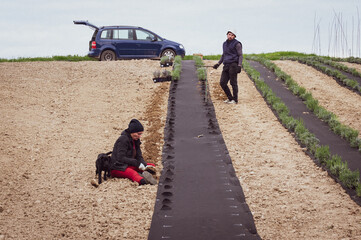 A man and a woman plant a lavender field together.