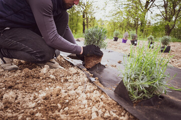 A person plants a lavender bush seedling in the soil, which is covered with agrofiber from weeds