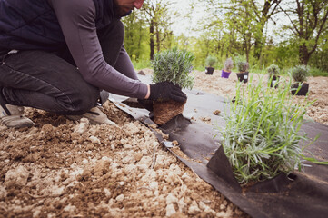 Fototapeta premium A person plants a lavender bush seedling in the soil, which is covered with agrofiber from weeds
