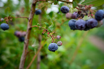 Ripe bilberries on the branches of a bush in the garden