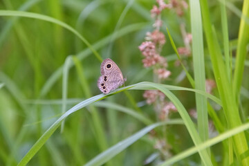 ヒメウラナミジャノメ
