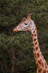 Giraffe Portrait