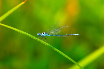 A damselfly on a blade of grass
