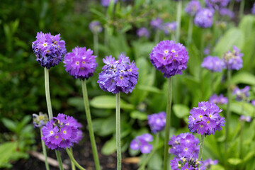 Primula Pseudodenticulata Flowers