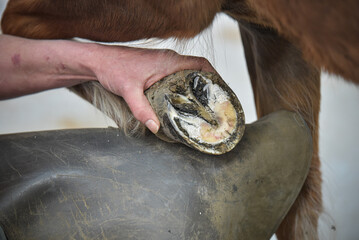 Farrier cleaning a problem hoof. horse with laminitis 