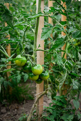 Green unripe tomatoes growing on a branch in the garden