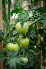 Green unripe tomatoes growing on a branch in the garden
