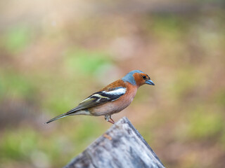 Common chaffinch, Fringilla coelebs, sits on a tree. Common chaffinch in wildlife.