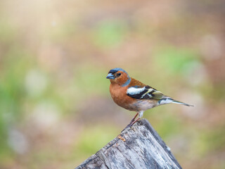 Common chaffinch, Fringilla coelebs, sits on a tree. Common chaffinch in wildlife.
