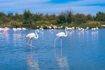 Pink flamingos in the regional park of the Camargue, the largest population of flamingos in Europe.