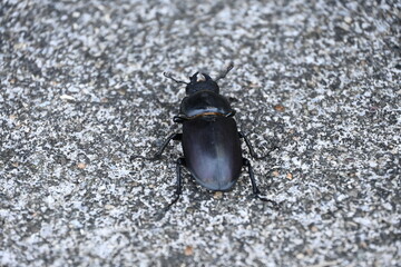 Stag Beetle