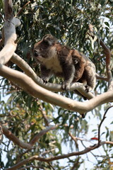 Female victorian koala, joey peeking out of pouch, eucalyptus tree. Hordern Vale area-Great Ocean Road-Victoria-Australia-800